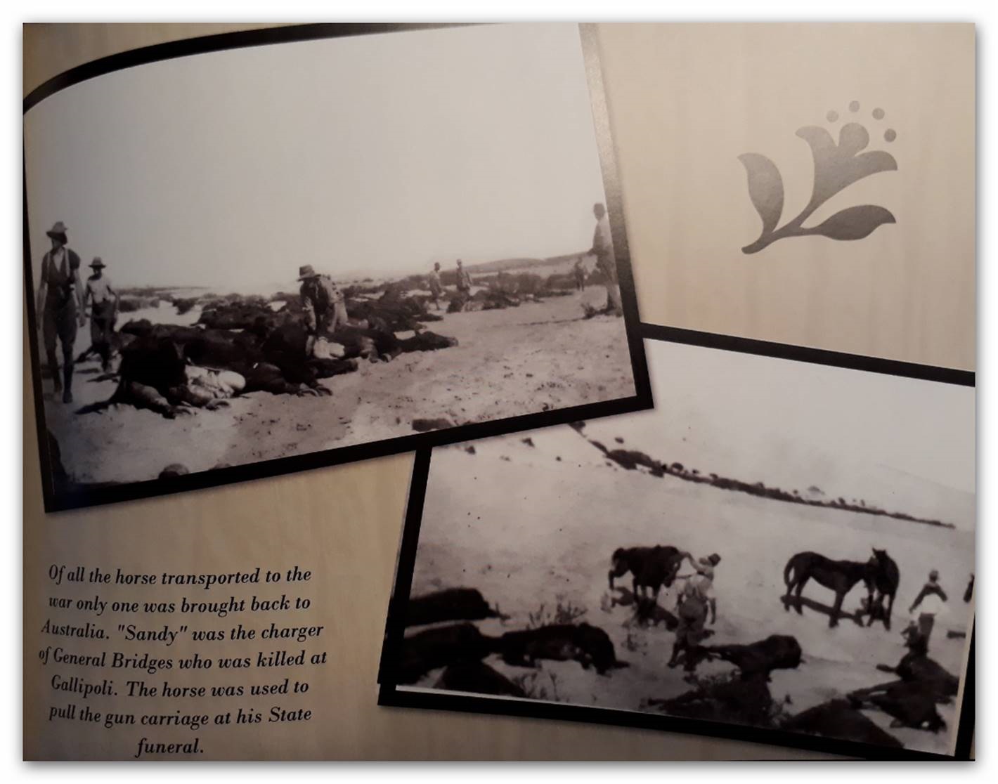 ANZACs shooting their horses 2 ANZACs shooting their horses 2