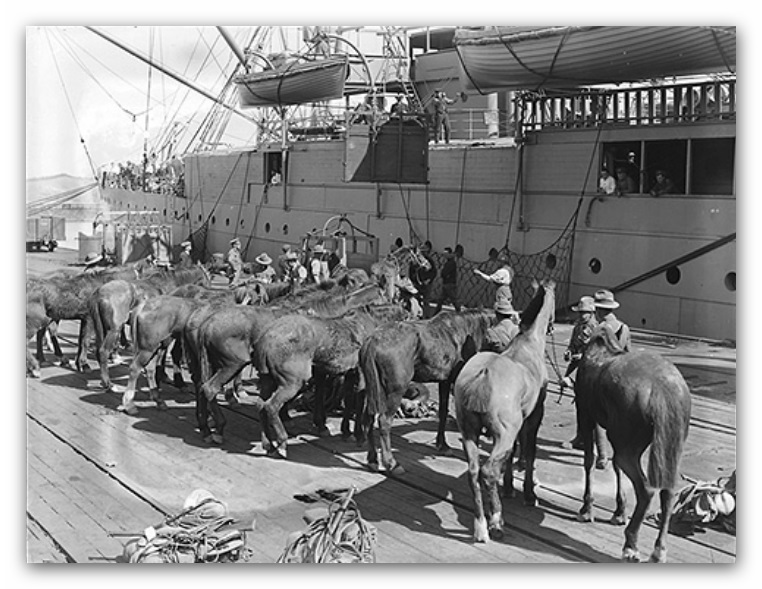 Loading CMR horses at Lyttelton Loading CMR horses at Lyttelton